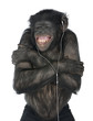 Monkey listening music