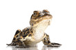 American alligator