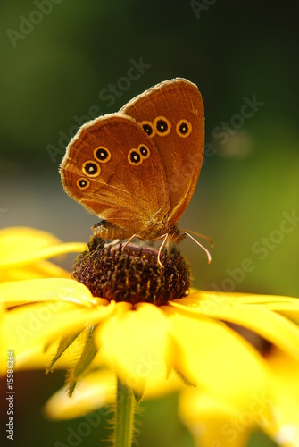 Photo: Butterfly Butterfly