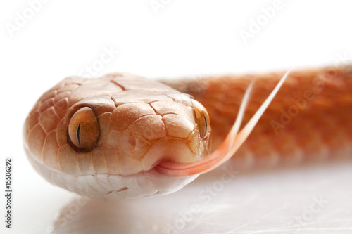 Photo: Banded Cat-eyed Snake Banded Cat-eyed Snake