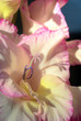 Gladiolus