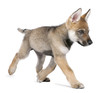 Young European wolf running - Canis lupus lupus Young European wolf running - Canis lupus lupus