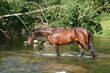 Traversée de rivière