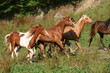 Les 3 mousquetaires