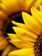 Sunflower macro