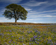 California Springtime California Springtime