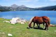Chevaux aux Bouillouses