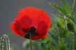 Red Poppy