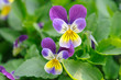 Purple-yellow pansies