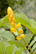 flower of Cassia alata