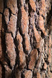 Pine Bark