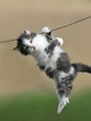 sweet kittne hangs on a wire sweet kittne hangs on a wire