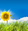 Yellow sunflower and fresh grass Yellow sunflower and fresh grass