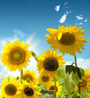 Yellow sunflower in a green field Yellow sunflower in a green field