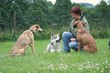 Hundeschule 5
