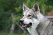 Wolfshund