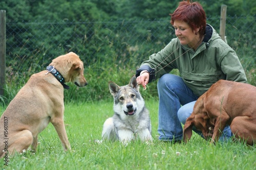 Foto: Hundeschule 7 Hundeschule 7
