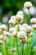 Chive flower