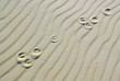 pawprints of hare in the sand