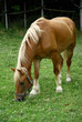 Horse on the green field Horse on the green field