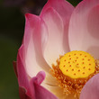 lotus rose