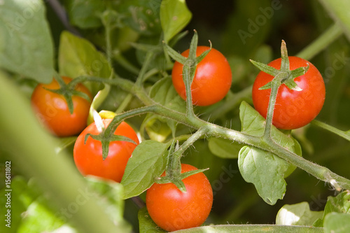 Photo: Near ripe tomatos Near ripe tomatos