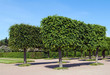 park in Petergof