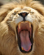 african male lion roaring african male lion roaring