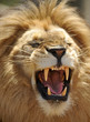 african male lion snarling african male lion snarling
