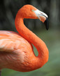 caribbean flamingo full frame caribbean flamingo full frame