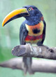 fiery billed aracari, costa rica fiery billed aracari, costa rica