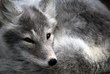 Arctic Fox