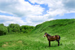Photo: Horse Horse