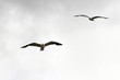 Seagulls