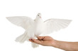 Dove