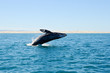 Grauwal Whale Watching