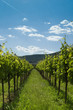 Foto: weinberge 2 weinberge 2