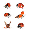 Ladybirds isolated on white background.