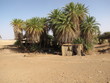 oasis