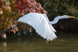 Great Egret In Flight