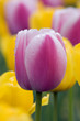 tulip