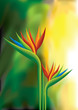 Vektor: Bird of Paradise Bird of Paradise