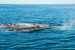 Grauwal Whale Watching Grauwal Whale Watching