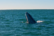 Grauwal Whale Watching
