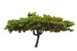 Photo: tropical tree isolated tropical tree isolated