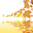 Autumn tint background