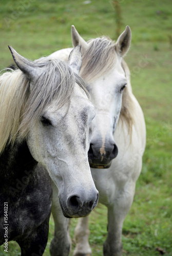 Photo: Two horses Two horses
