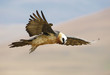 Lammergeyer or Bearded Vulture