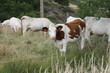 Vache bovin bétail dans le nature Vache bovin bétail dans le nature