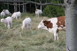 Vache bovin bétail dans le nature Vache bovin bétail dans le nature
